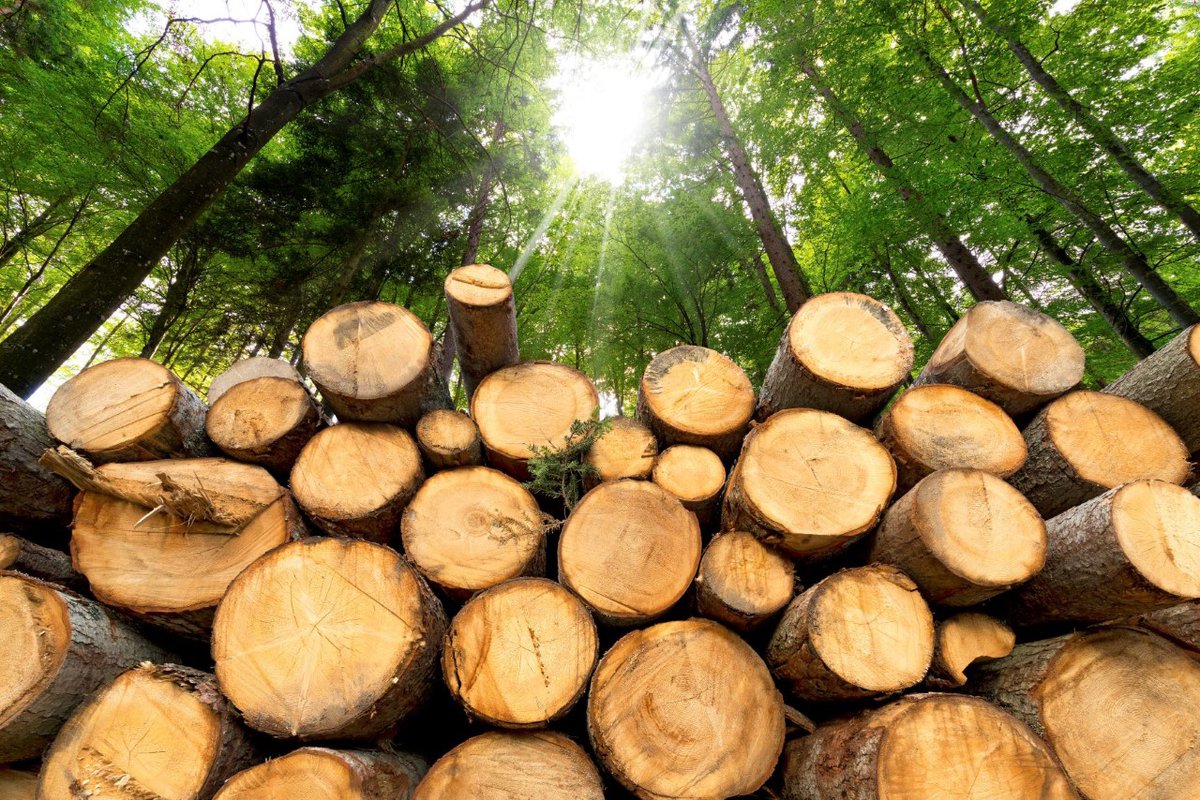 Registro Imprese Legno: iscrizione prorogata al 31 dicembre 2022